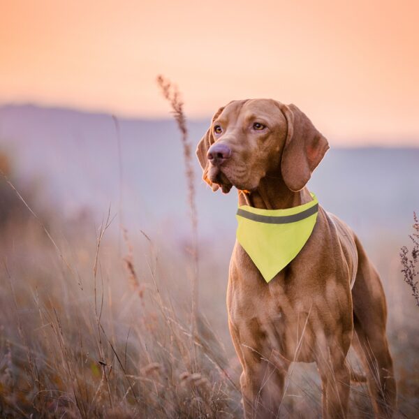 Collar Bandana Bipols - Imagen 3